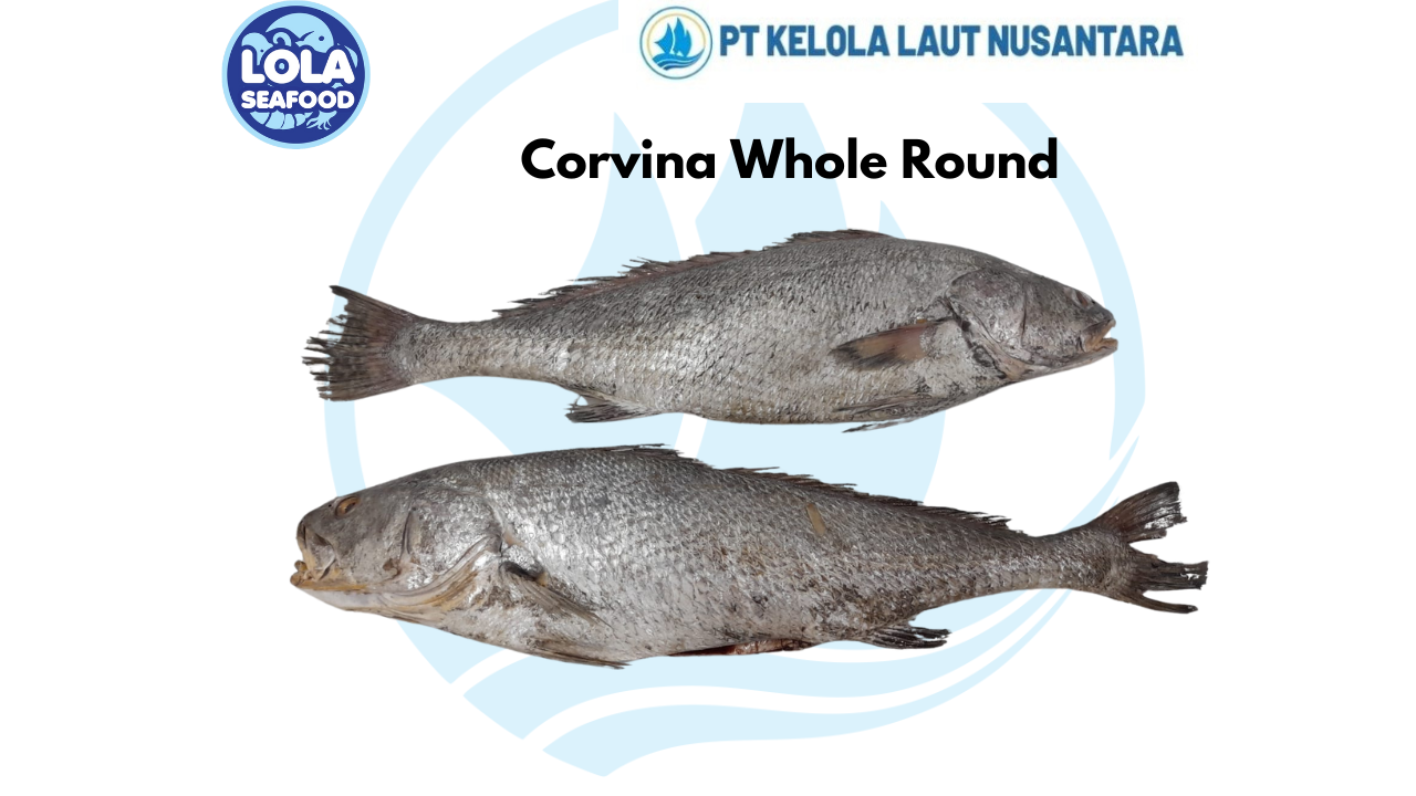 Corvina Whole Round